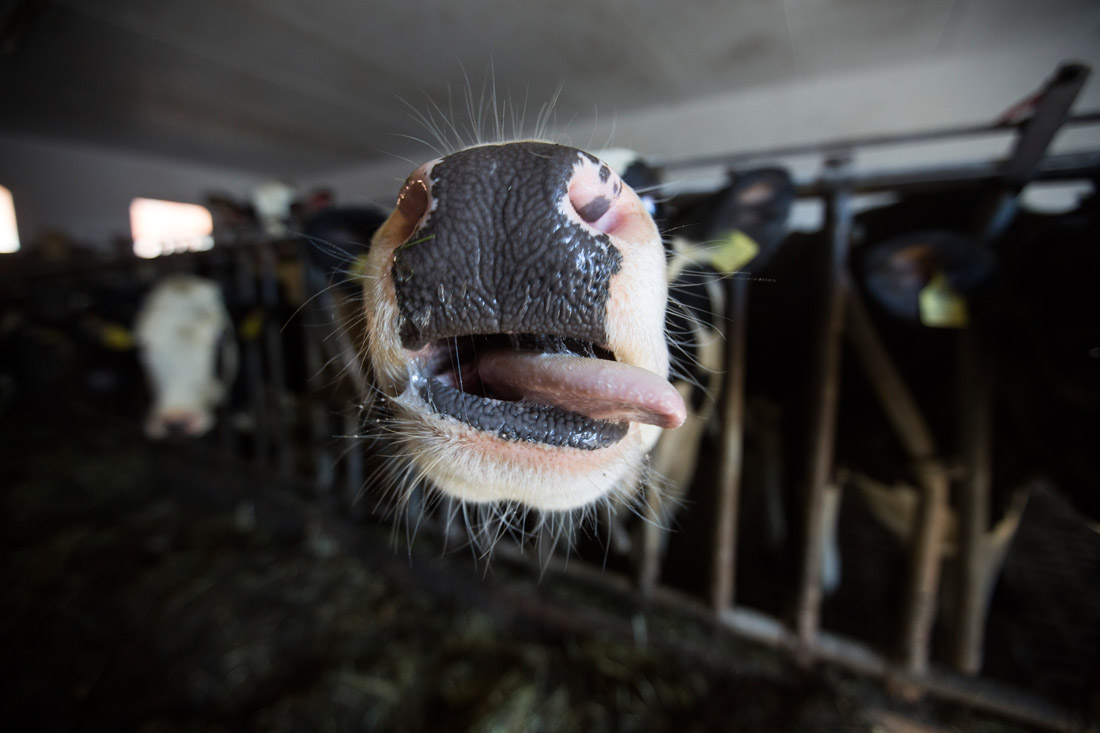 02Fotografin-Sandra-Gehmair-Bad-Hall-Park-Hochzeitsfotos